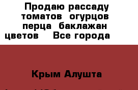 Продаю рассаду томатов, огурцов, перца, баклажан, цветов  - Все города  »    . Крым,Алушта